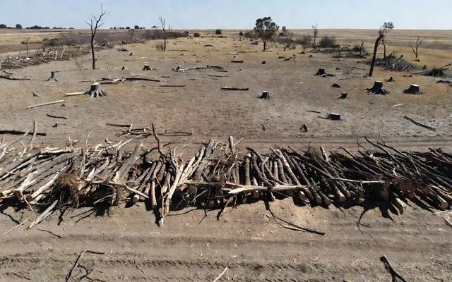 A rural block cleared with timber windrowed