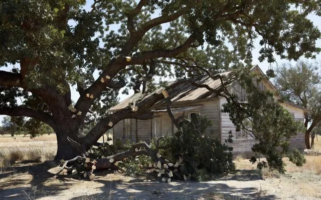 A shade tree pruned back from a roofline