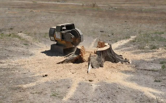 A stump grinder beside a partly ground stump