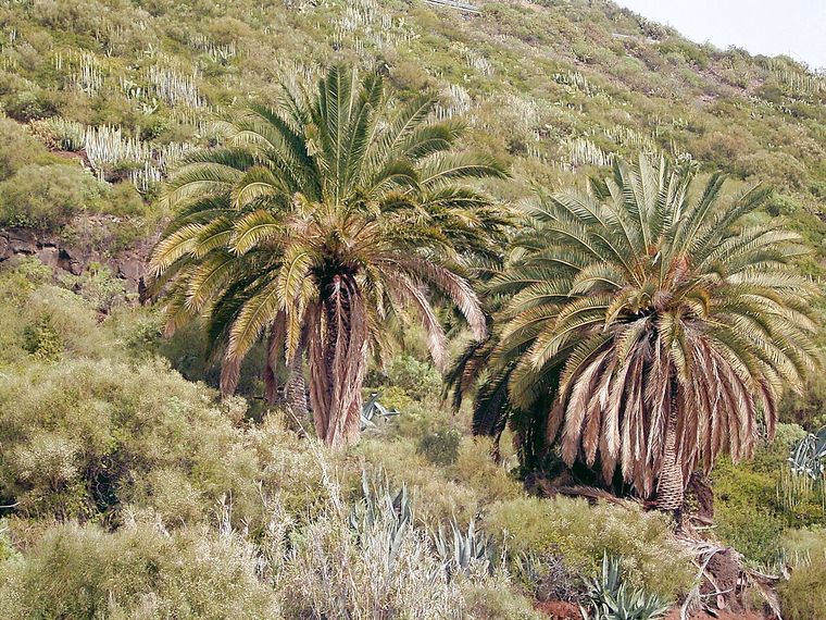 Canary Island Date Palm (Phoenix canariensis)