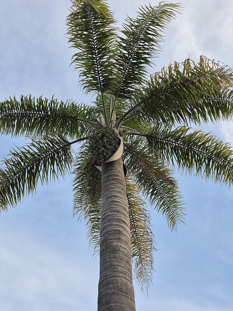 Cocos Palm (Syagrus romanzoffiana)