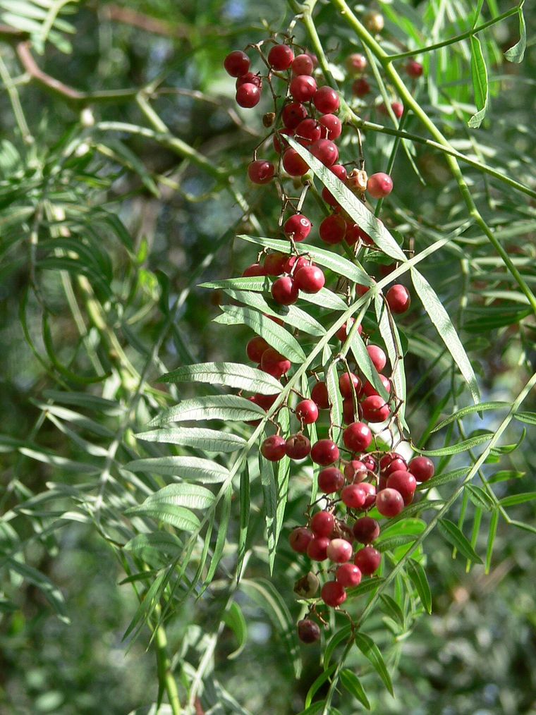 Peppercorn Tree (Schinus molle)