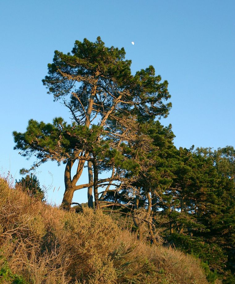 Radiata Pine (Pinus radiata)