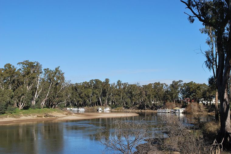 River Red Gum (Eucalyptus camaldulensis)