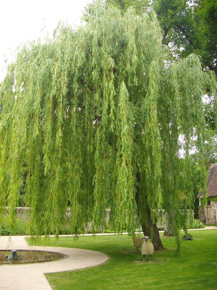 Weeping Willow (Salix babylonica)