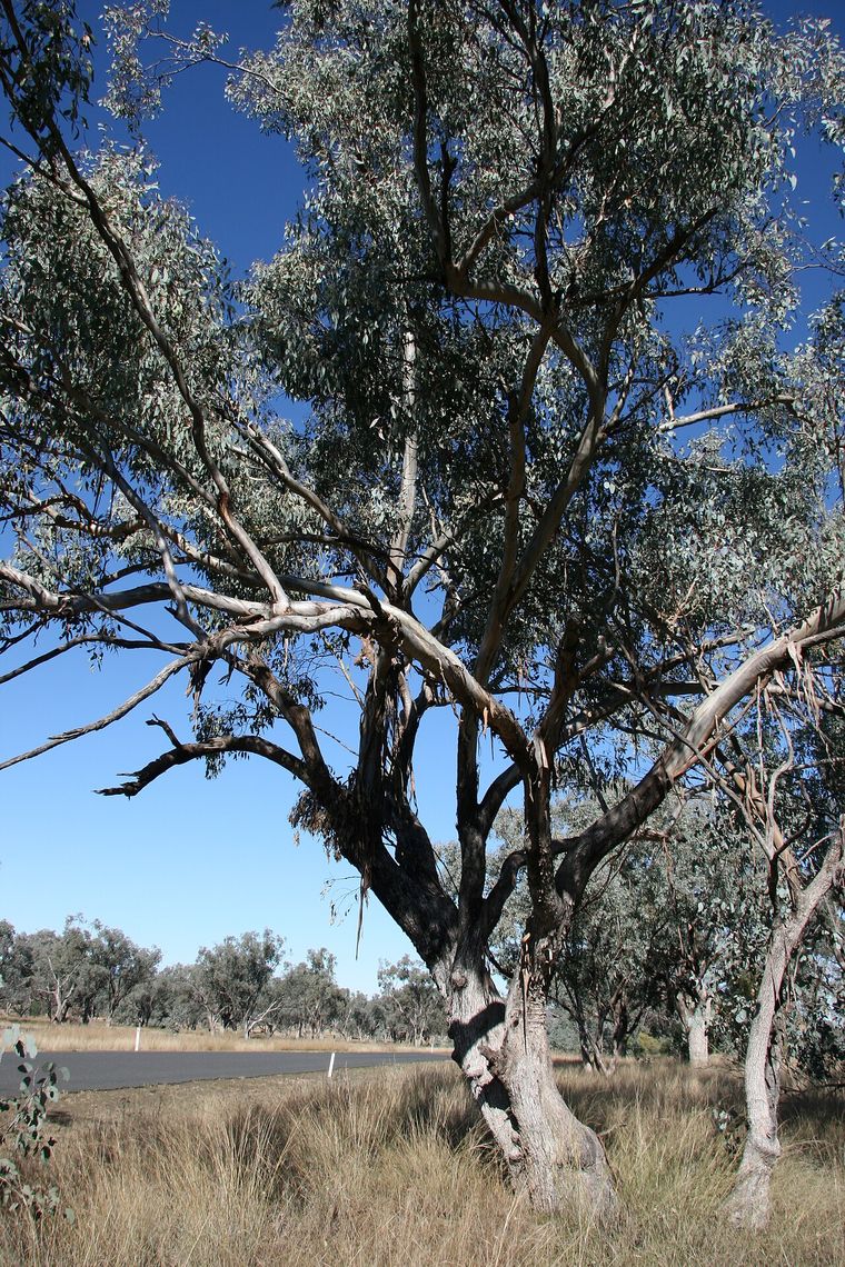 White Box (Eucalyptus albens)